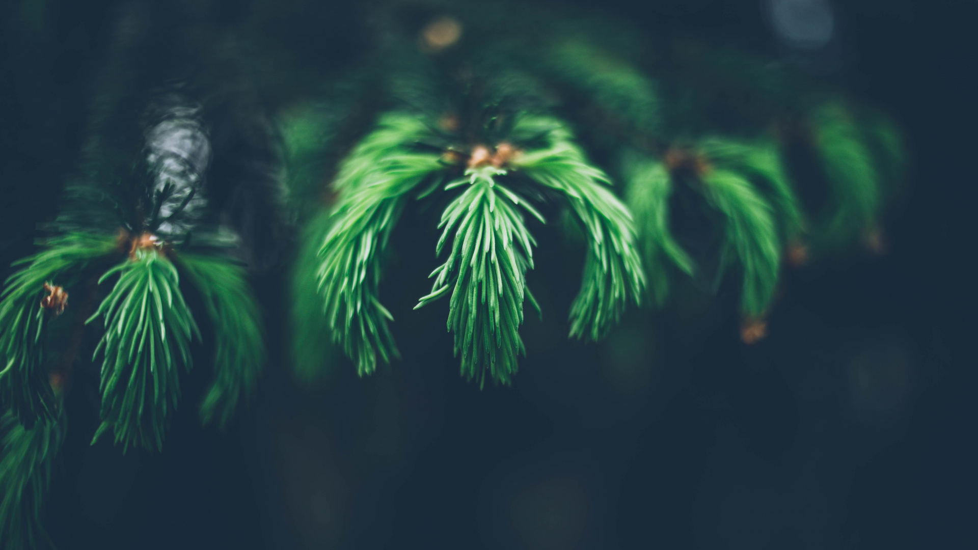 Обои зеленый, дерево, ветвь, трава, биом в разрешении 1920x1080