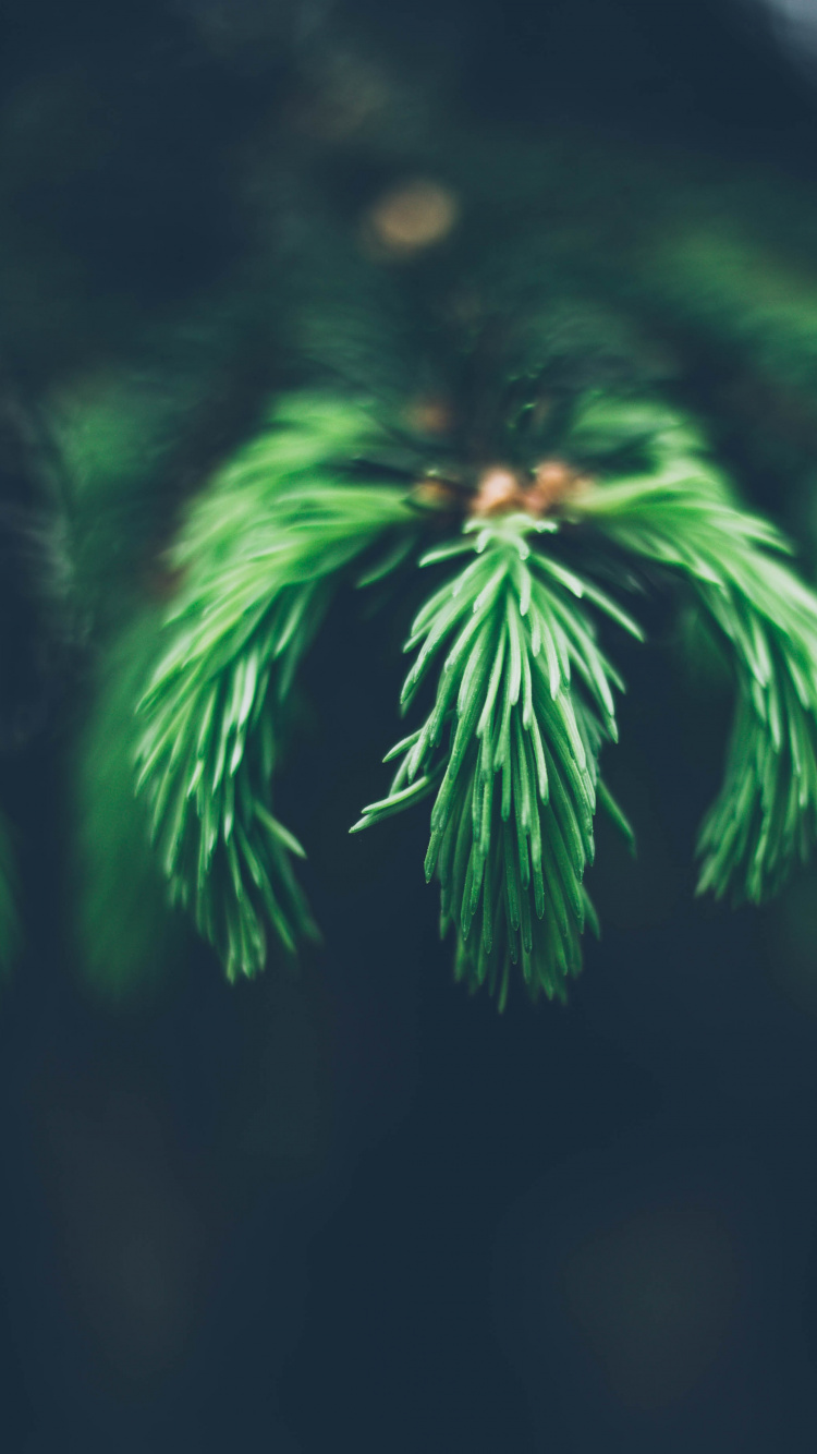 Обои зеленый, дерево, ветвь, трава, биом в разрешении 750x1334