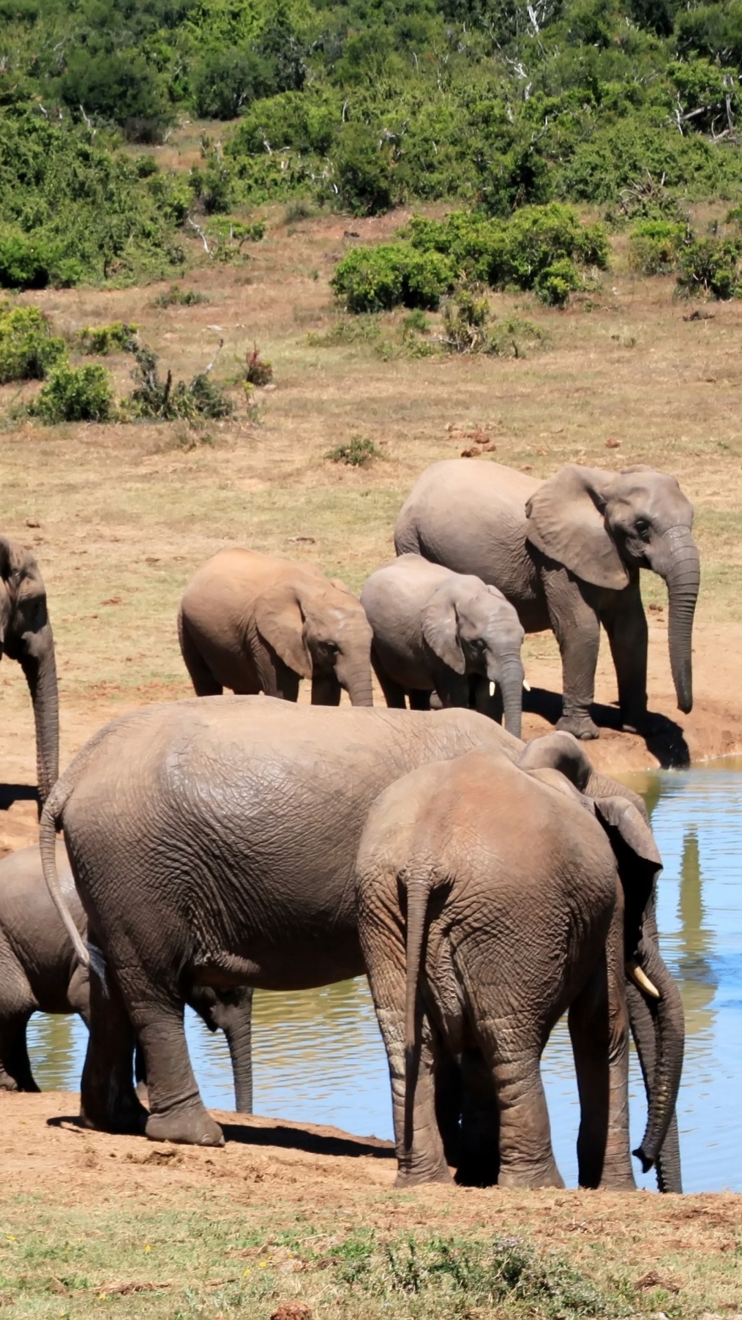 Обои Слон, наземные животные, живая природа, слоны и мамонты, стадо в разрешении 1080x1920