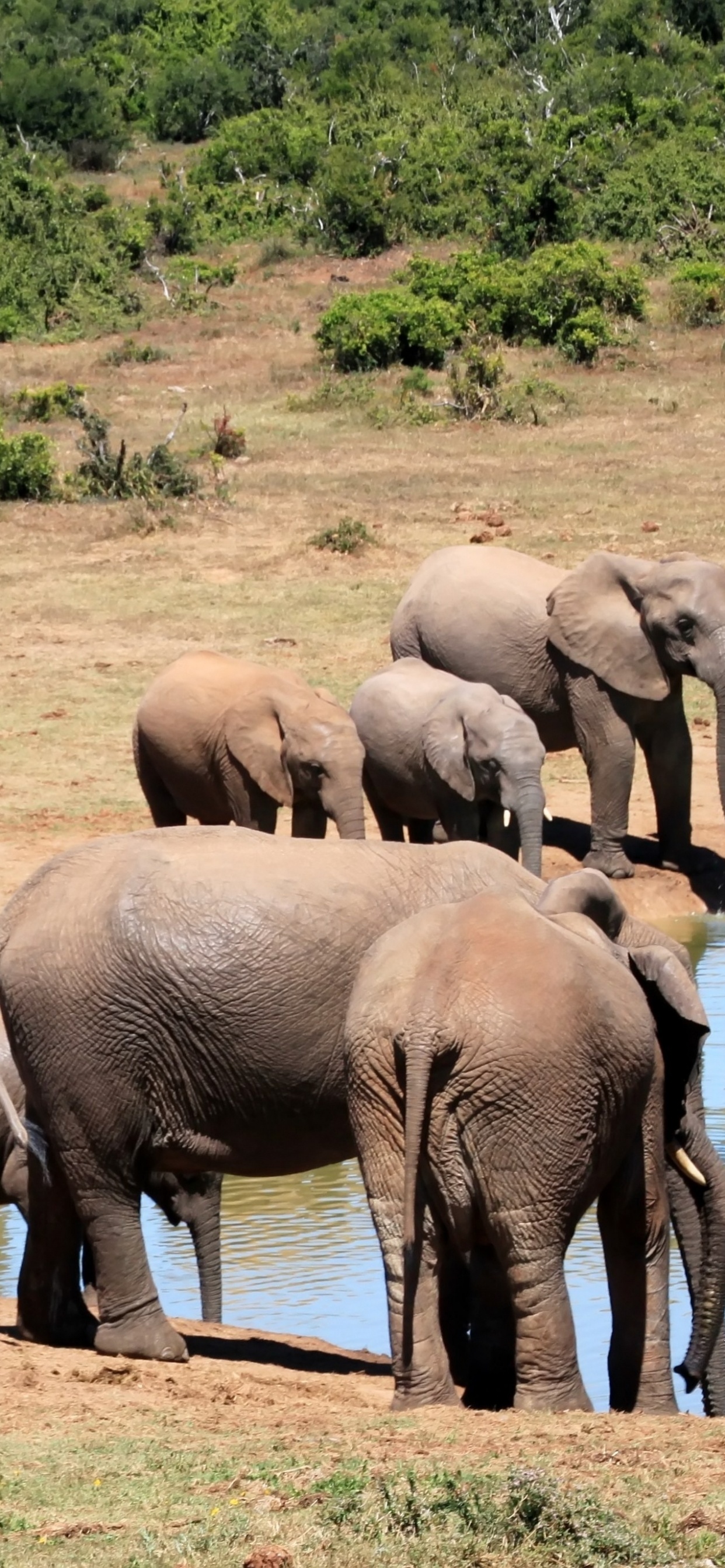 Обои Слон, наземные животные, живая природа, слоны и мамонты, стадо в разрешении 1242x2688