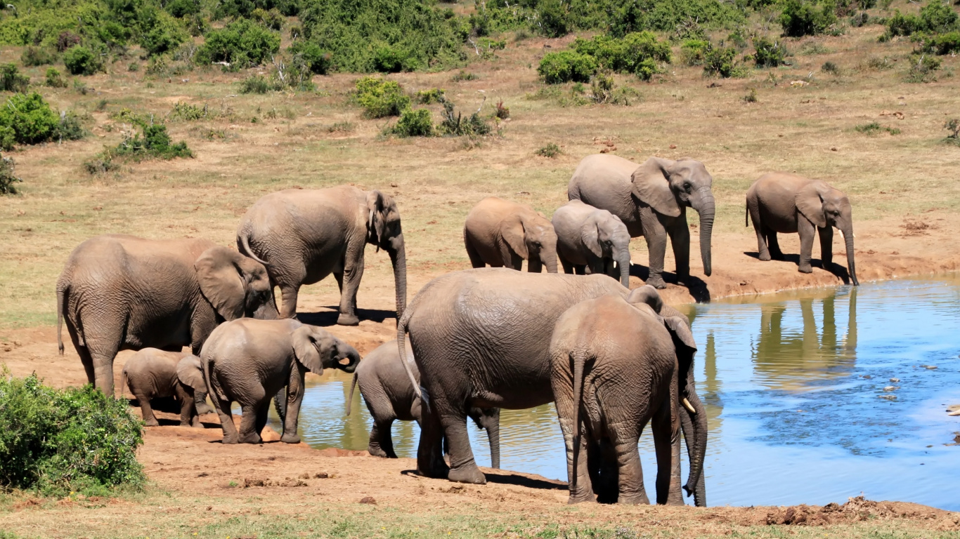 Обои Слон, наземные животные, живая природа, слоны и мамонты, стадо в разрешении 1366x768