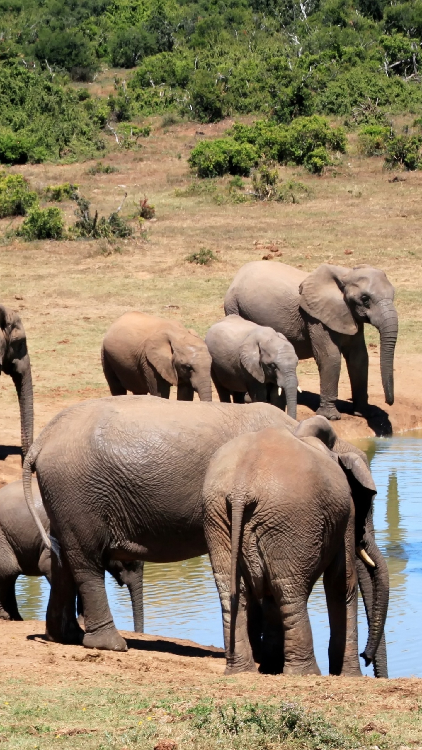 Обои Слон, наземные животные, живая природа, слоны и мамонты, стадо в разрешении 1440x2560