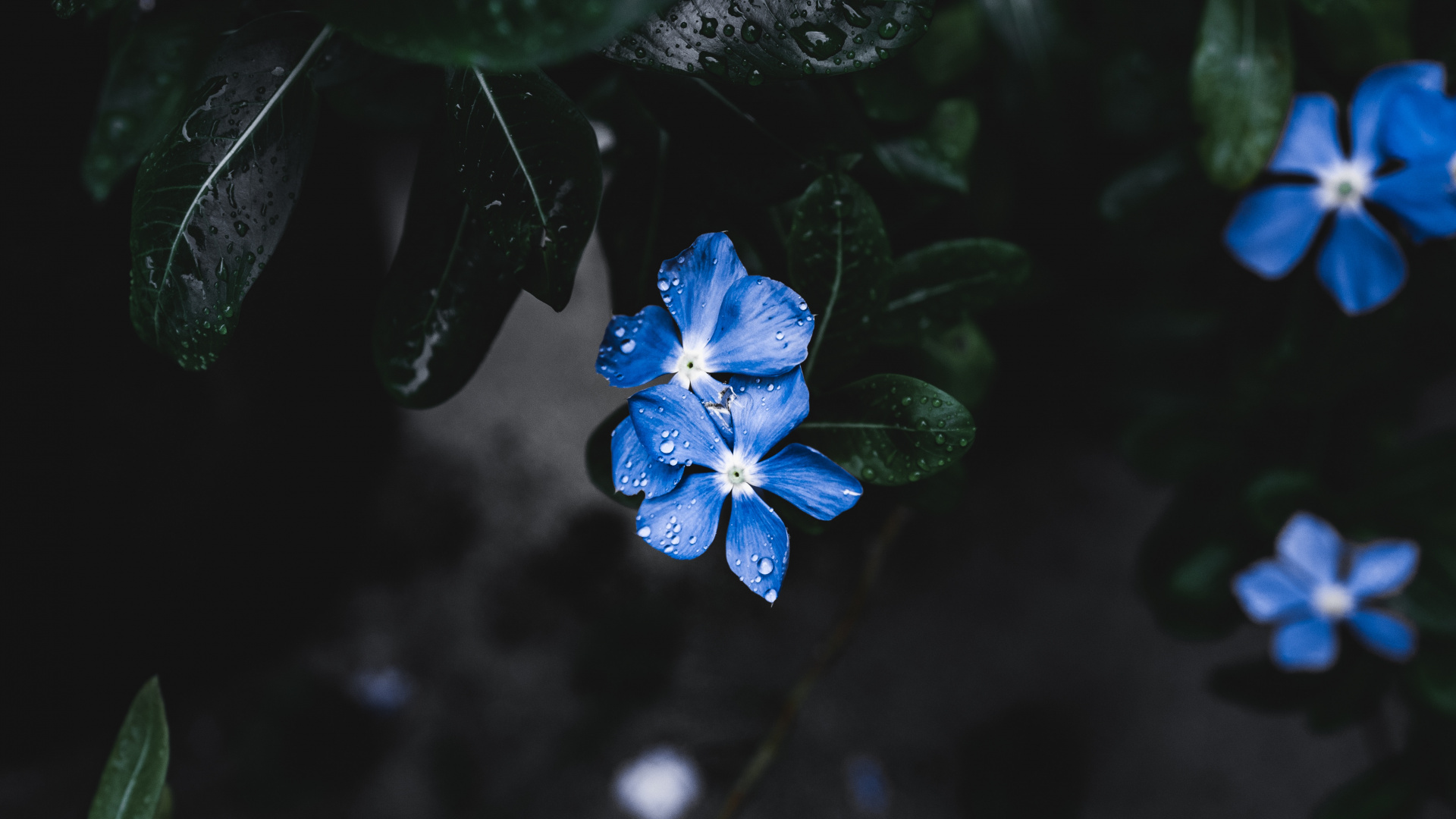 Обои цветок, цветковое растение, лепесток, синий, растение в разрешении 1920x1080