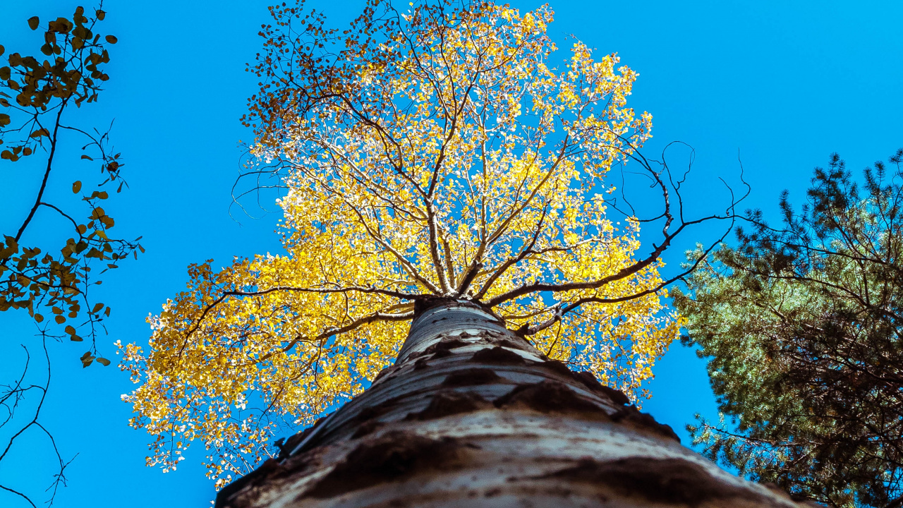 Обои ветвь, лист, дерево, синий, древесные растения в разрешении 1280x720