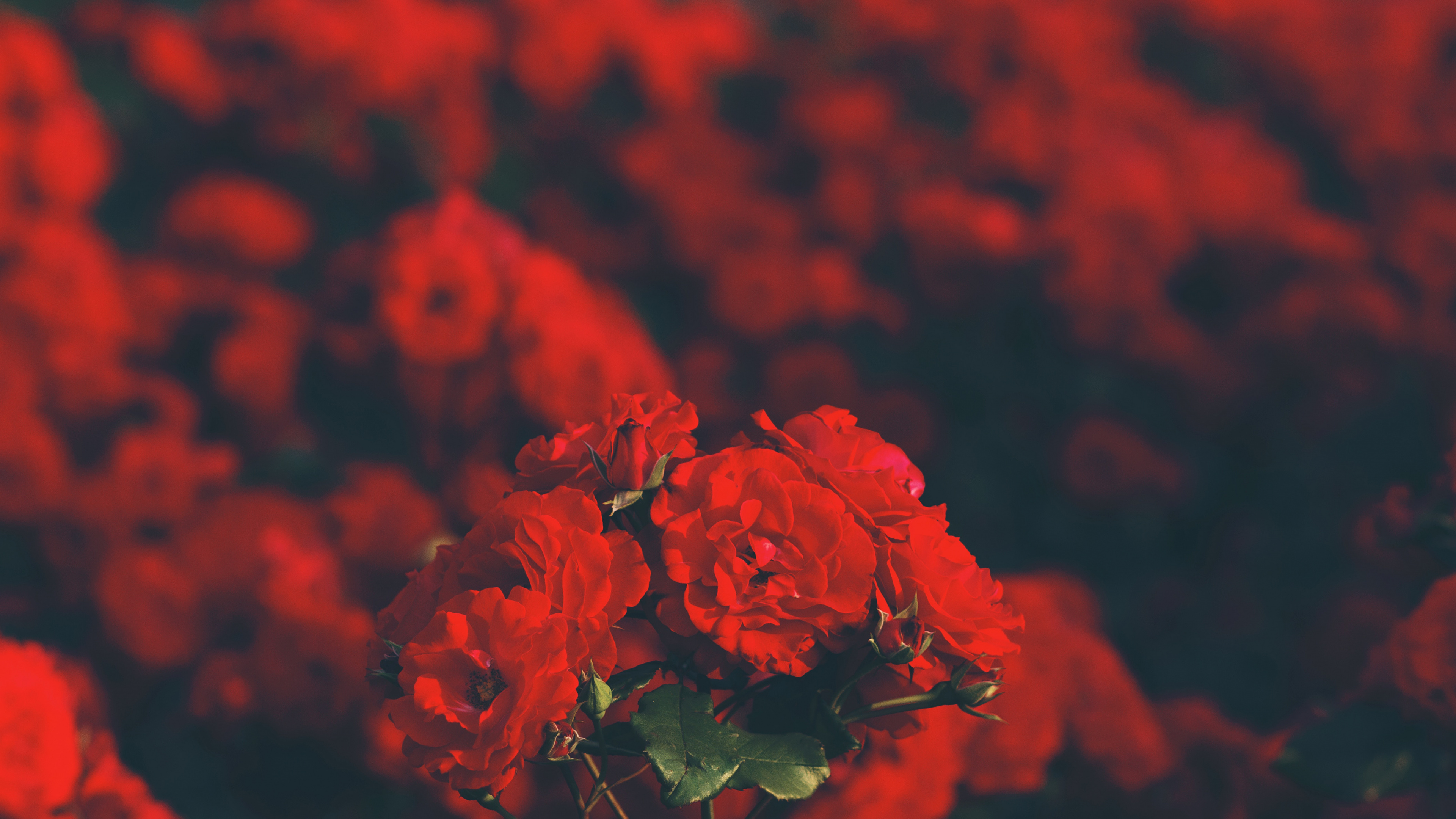 Обои ботаники, небо, цветочный букет, Роза, лепесток в разрешении 3840x2160