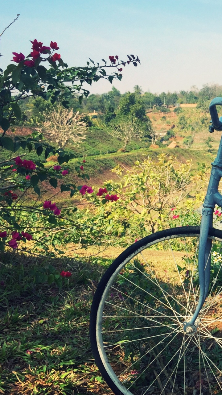 Обои велосипед, цветы, корзина в разрешении 720x1280