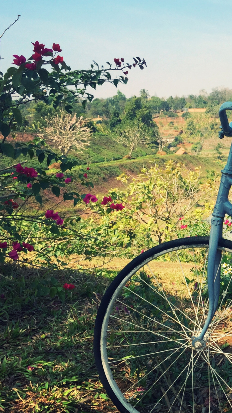 Обои велосипед, цветы, корзина в разрешении 750x1334