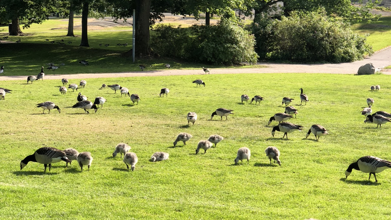 Обои экосистема, трава, наука, птица, природный ландшафт в разрешении 1366x768