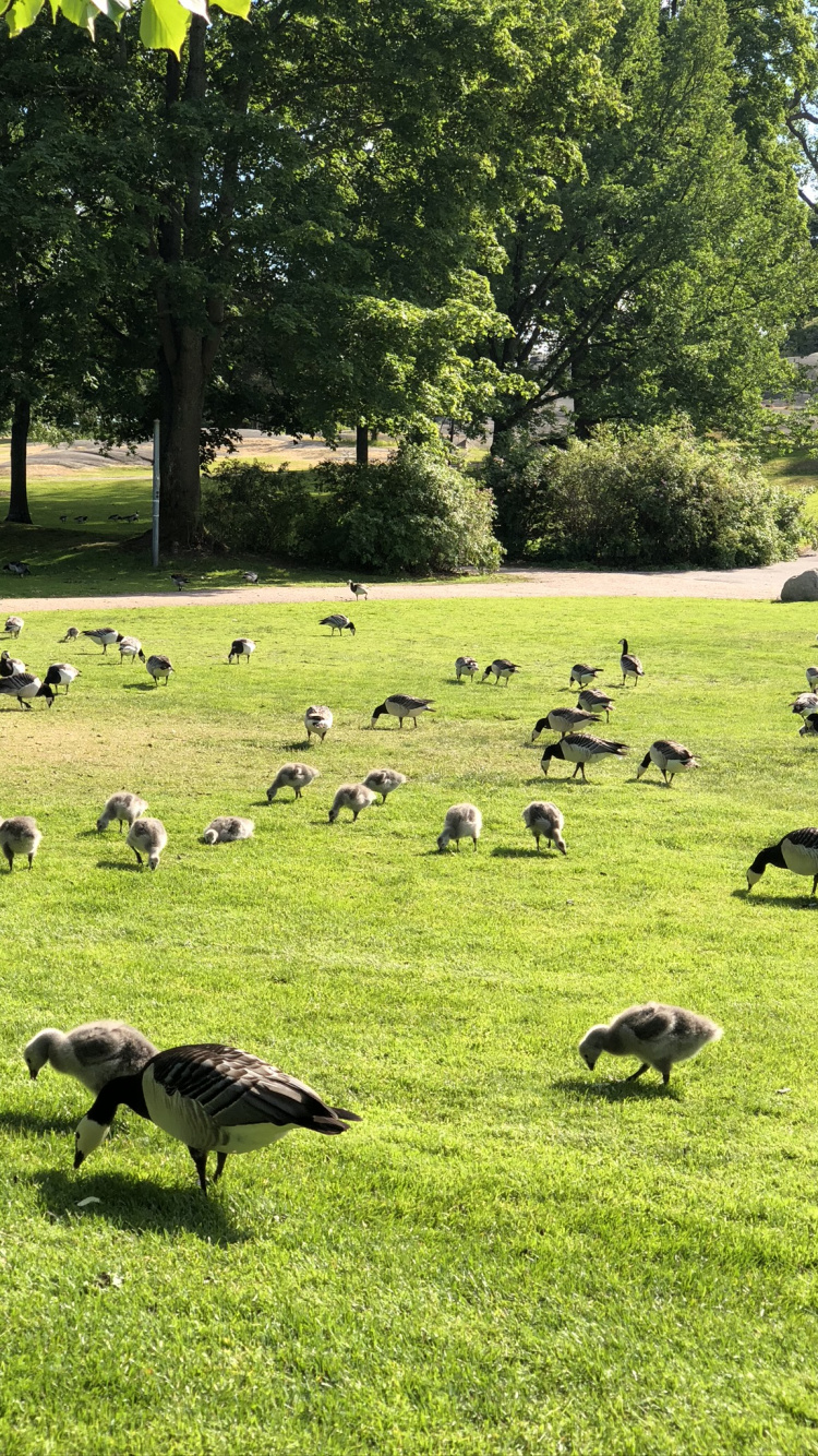 Обои экосистема, трава, наука, птица, природный ландшафт в разрешении 750x1334