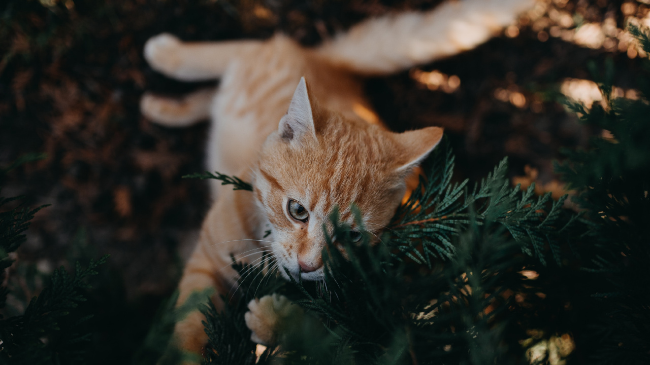 Обои котенок, кот, кошачьих, бакенбарды, живая природа в разрешении 1280x720