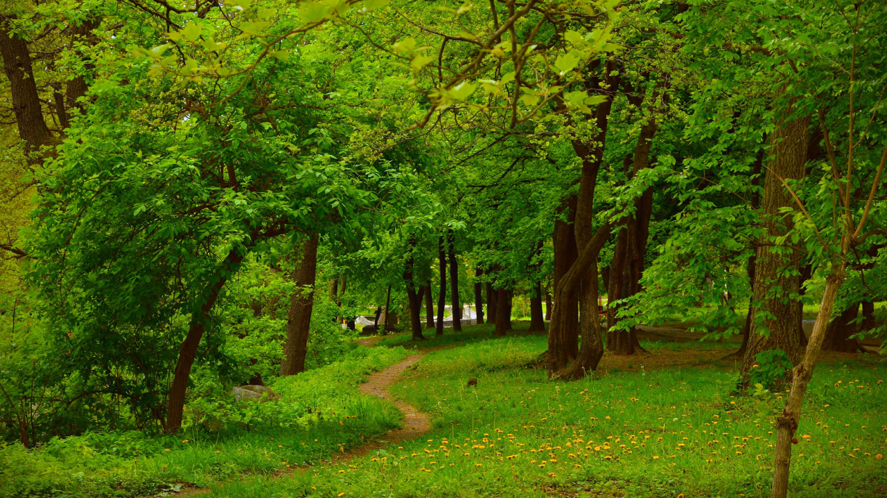 Обои растительность, лес, дерево, лесистая местность, природа в разрешении 1280x720