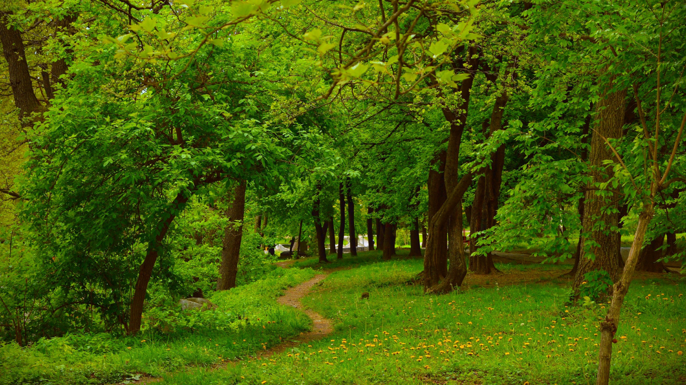 Обои растительность, лес, дерево, лесистая местность, природа в разрешении 1366x768