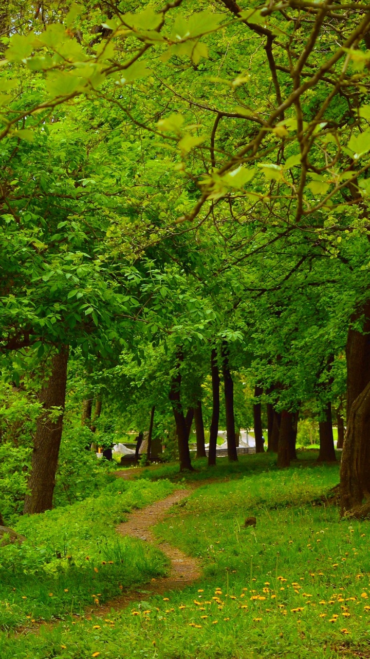 Обои растительность, лес, дерево, лесистая местность, природа в разрешении 720x1280