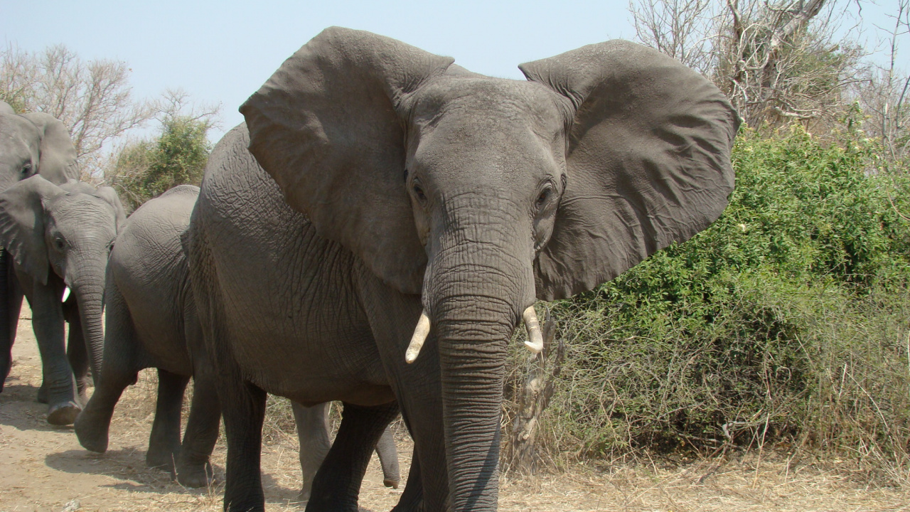 Обои наземные животные, индийский слон, бивень, Слон, живая природа в разрешении 1280x720