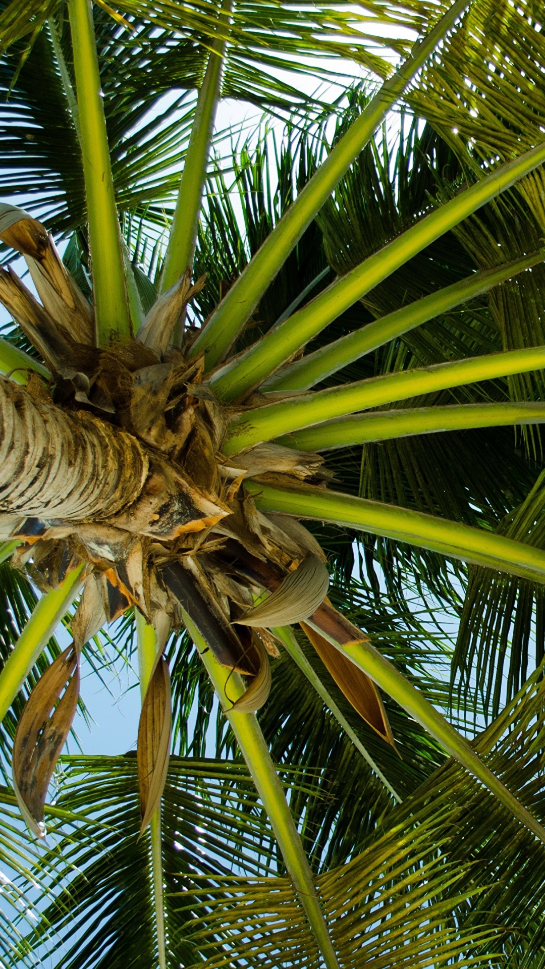 Обои пальмовые рощи, дерево, лист, растительность, Пальма в разрешении 1080x1920