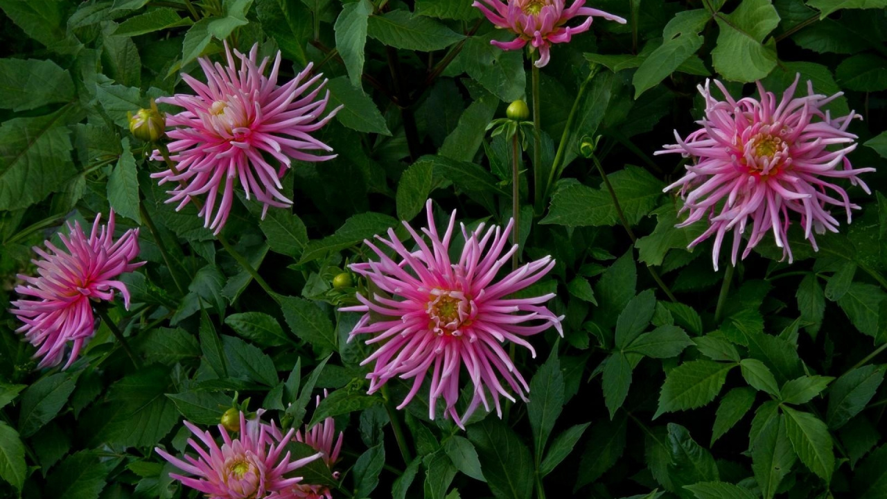 Обои почвопокровная, цветковое растение, однолетнее растение, лепесток, семья ромашек в разрешении 1280x720