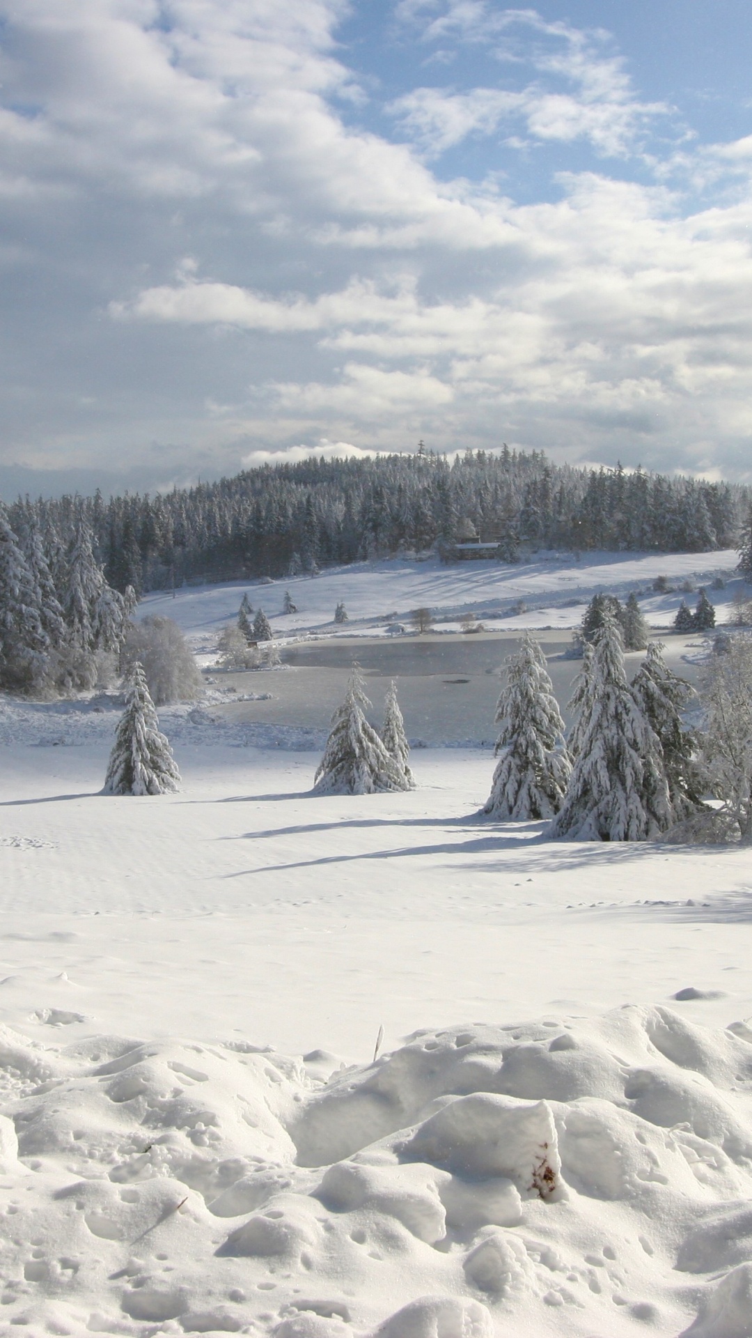 Обои снег, зима, замораживание, дерево, мороз в разрешении 1080x1920