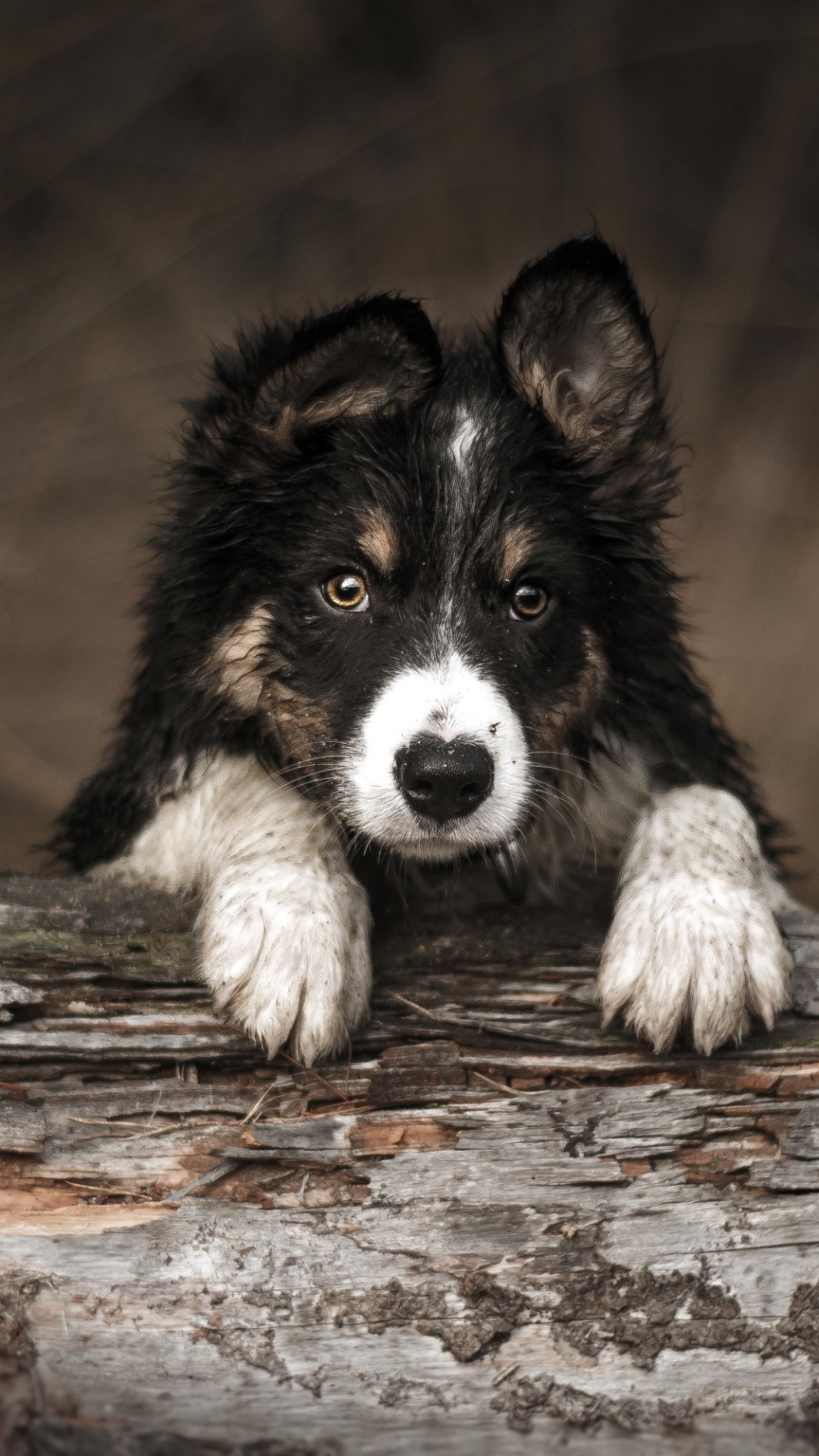 Обои лесной бордер-колли, бордер колли, Восточно Сибирская лайка, утонаганом, Себирская Хаски в разрешении 1080x1920