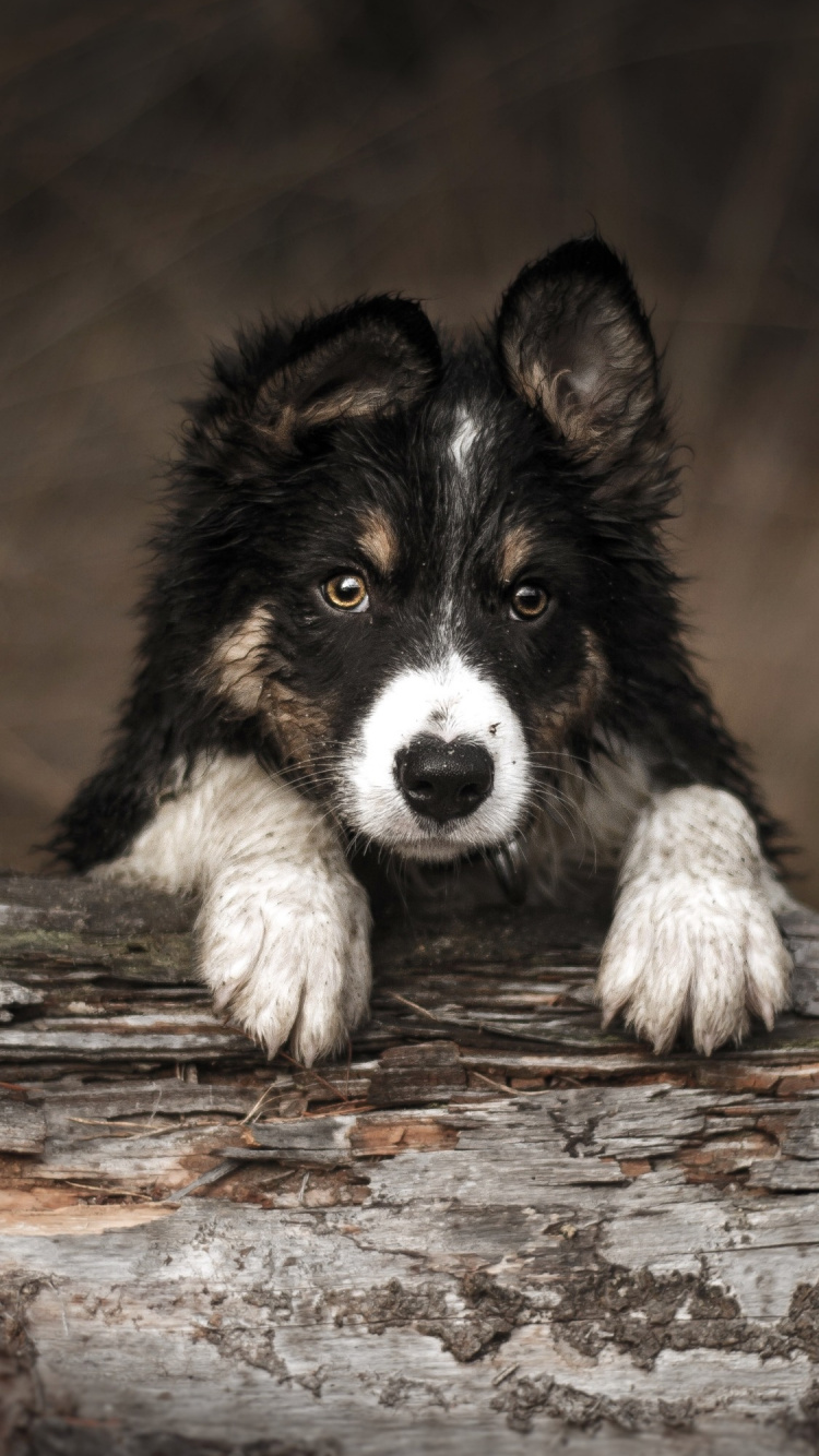 Обои лесной бордер-колли, бордер колли, Восточно Сибирская лайка, утонаганом, Себирская Хаски в разрешении 750x1334