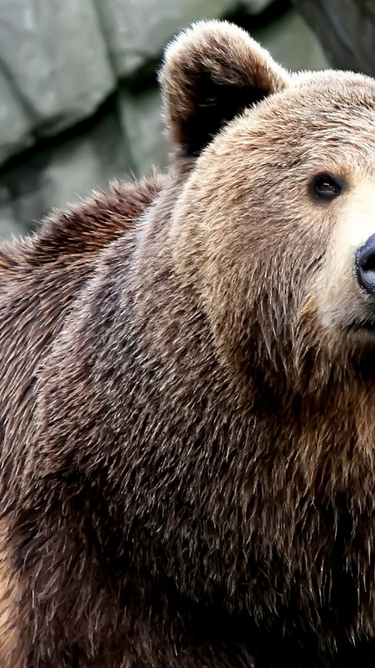 Обои белый медведь, Гризли, бурый медведь, медведь, наземные животные в разрешении 750x1334