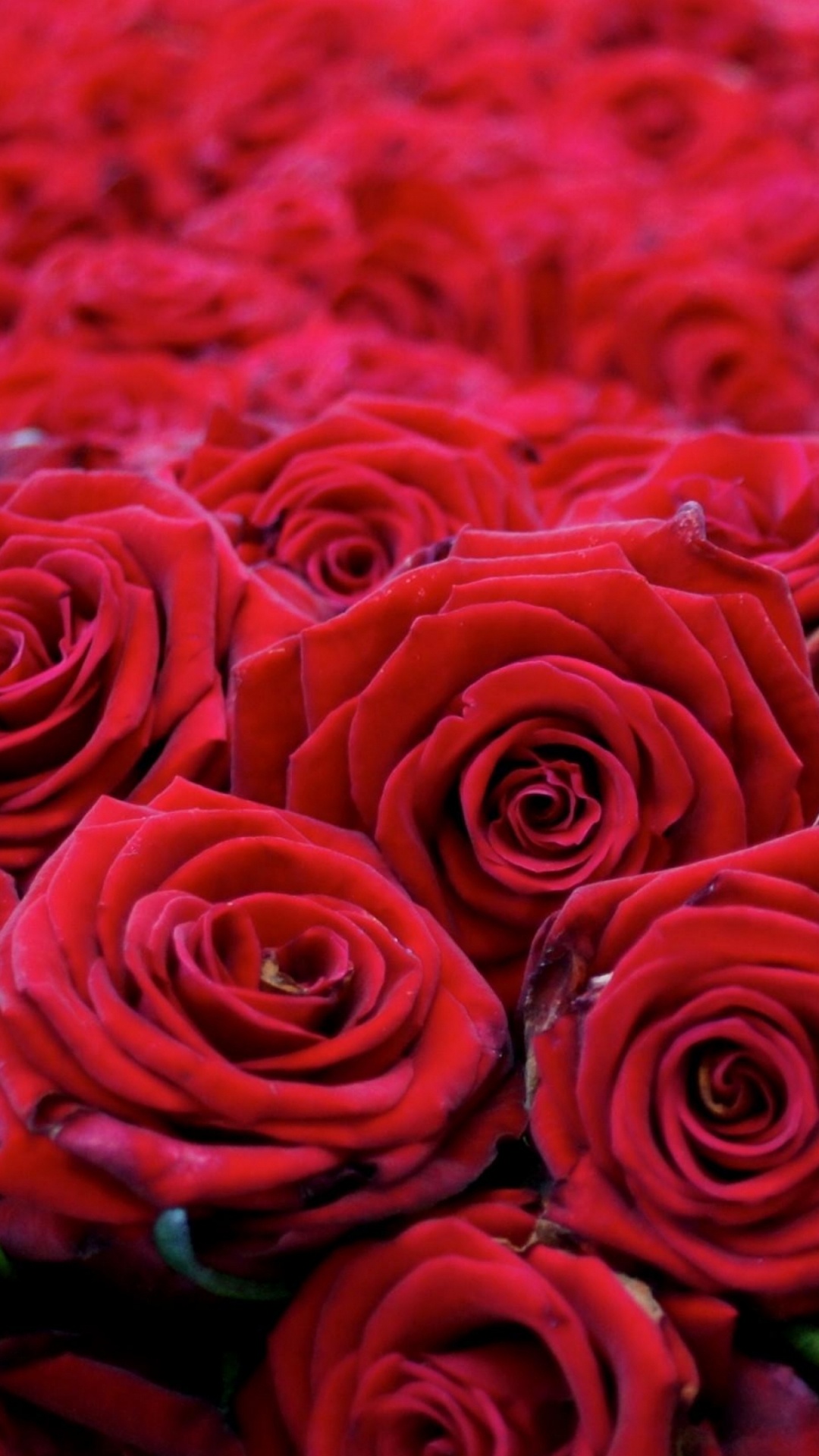 Обои Роза, сад роз, цветковое растение, красный цвет, лепесток в разрешении 1080x1920