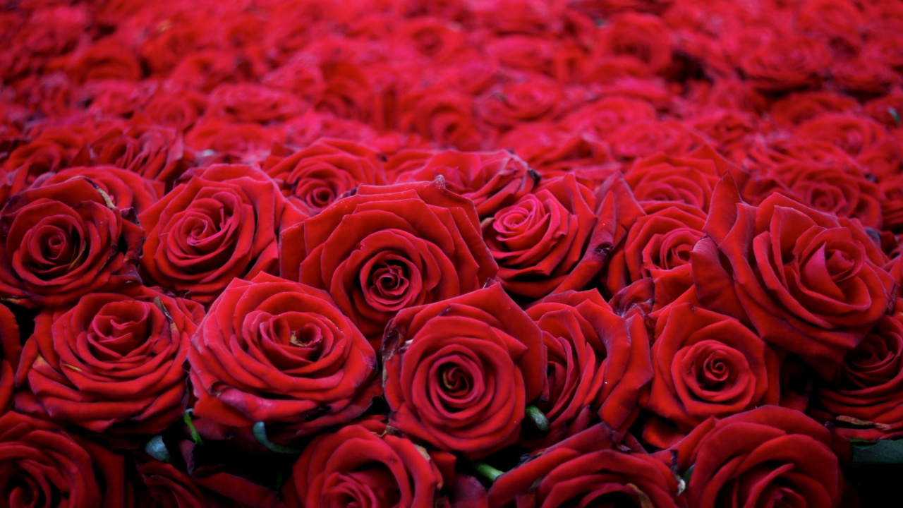 Обои Роза, сад роз, цветковое растение, красный цвет, лепесток в разрешении 1280x720