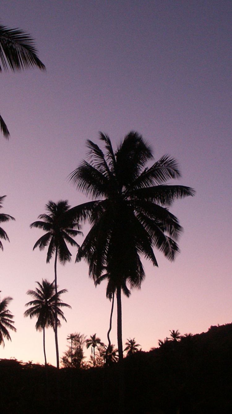 Обои дерево, Пальма, древесные растения, растение, тропическая зона в разрешении 750x1334