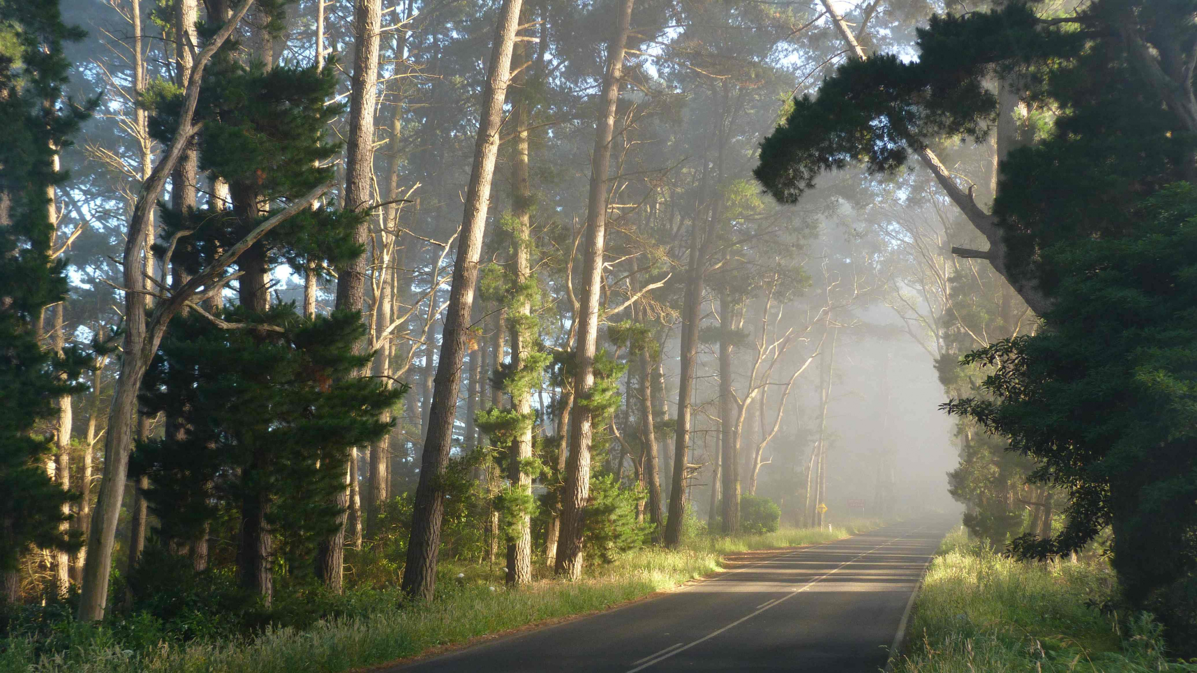 Обои утро, лес, дерево, природа, солнечный свет в разрешении 3840x2160