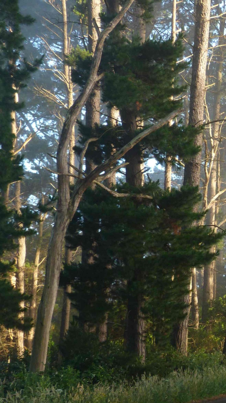 Обои утро, лес, дерево, природа, солнечный свет в разрешении 720x1280