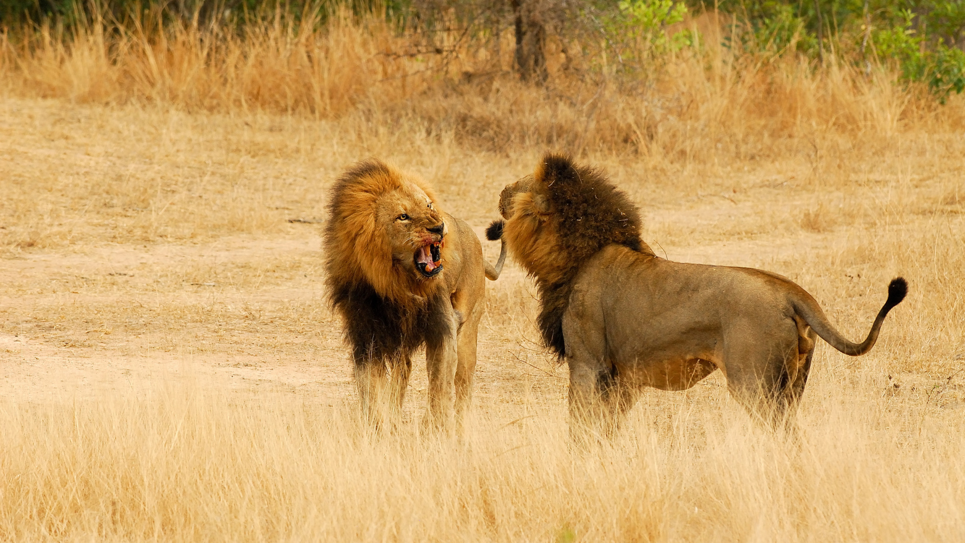Обои Ulusaba Частный Охотничий Заповедник, национальный парк Крюгера, дикая местность, сафари, Сафари Лодж в разрешении 1920x1080