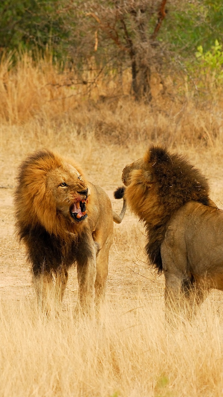 Обои Ulusaba Частный Охотничий Заповедник, национальный парк Крюгера, дикая местность, сафари, Сафари Лодж в разрешении 720x1280