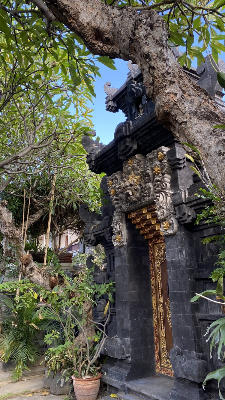 Обои бали, дерево, растение, ветвь, цветочный горшок в разрешении 750x1334