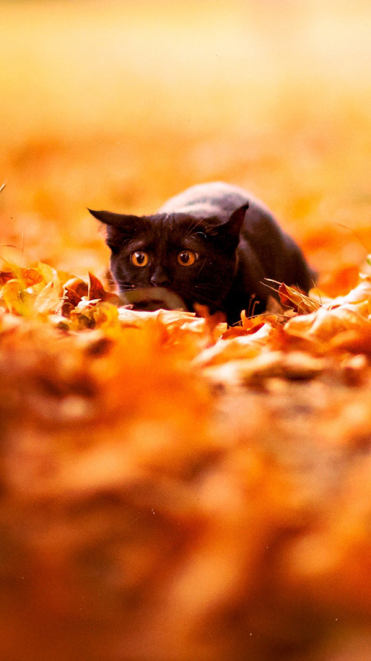 Обои кот, осень, солнечный свет, сезон, усы в разрешении 750x1334