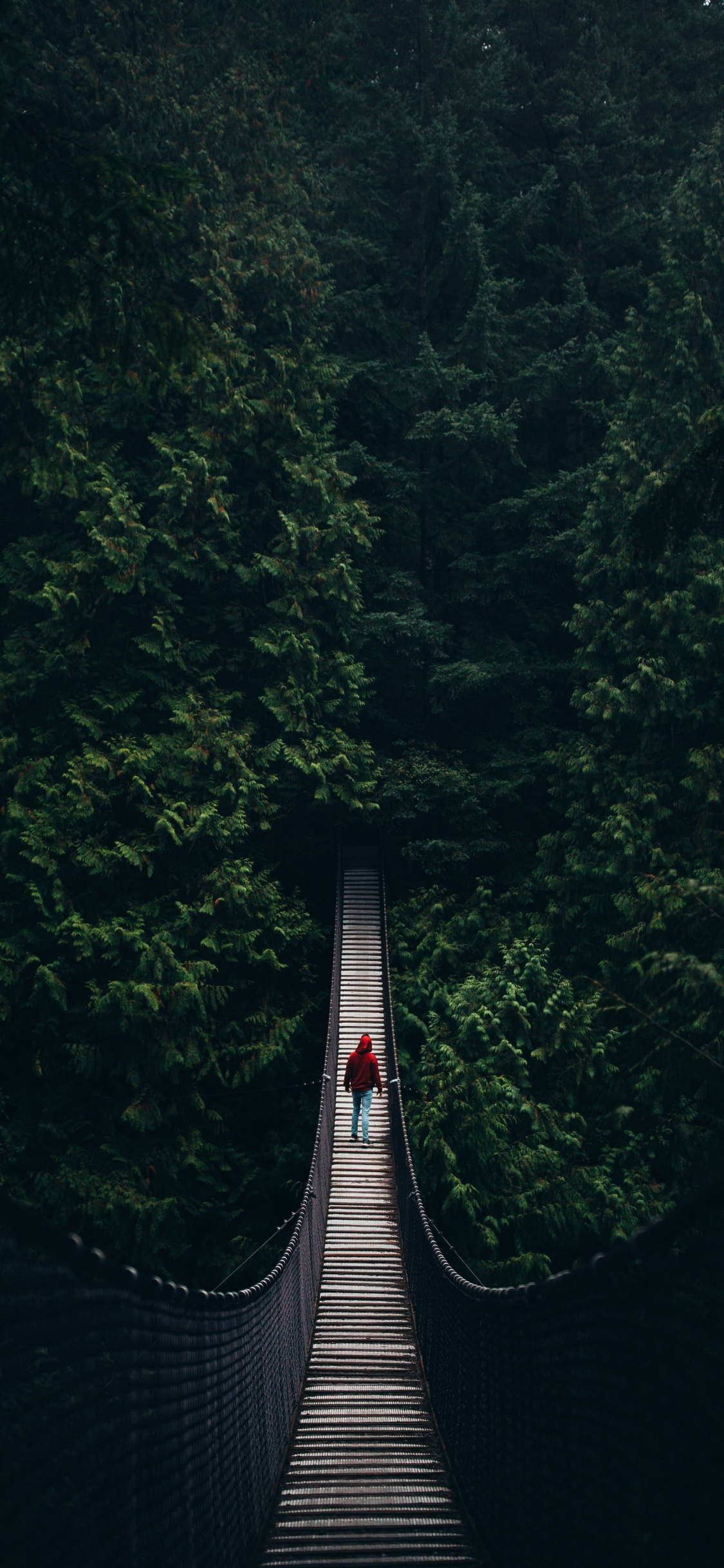 Обои природа, подвесной мост, дерево, зеленый, природный ландшафт в разрешении 1125x2436