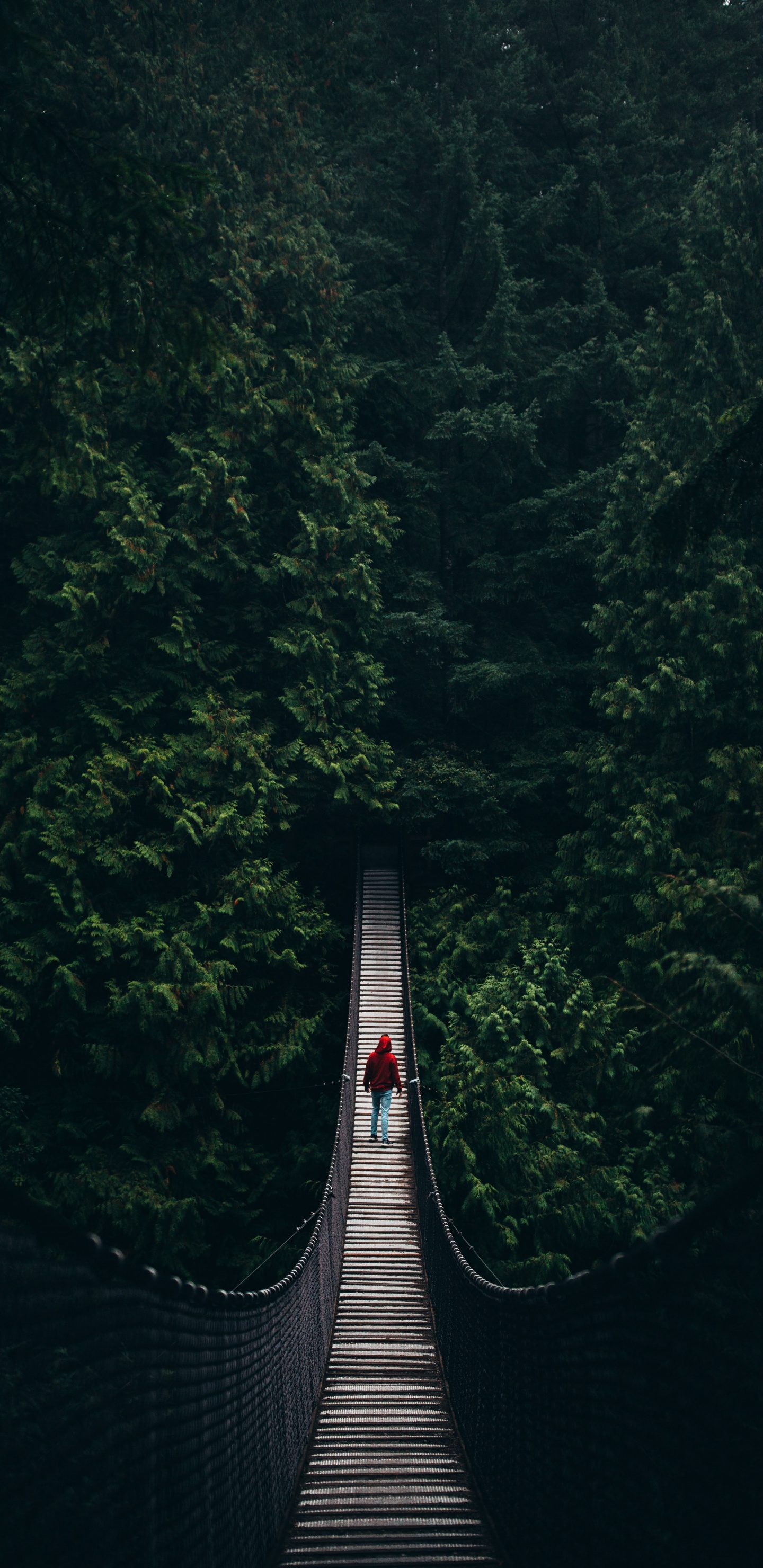 Обои природа, подвесной мост, дерево, зеленый, природный ландшафт в разрешении 1440x2960