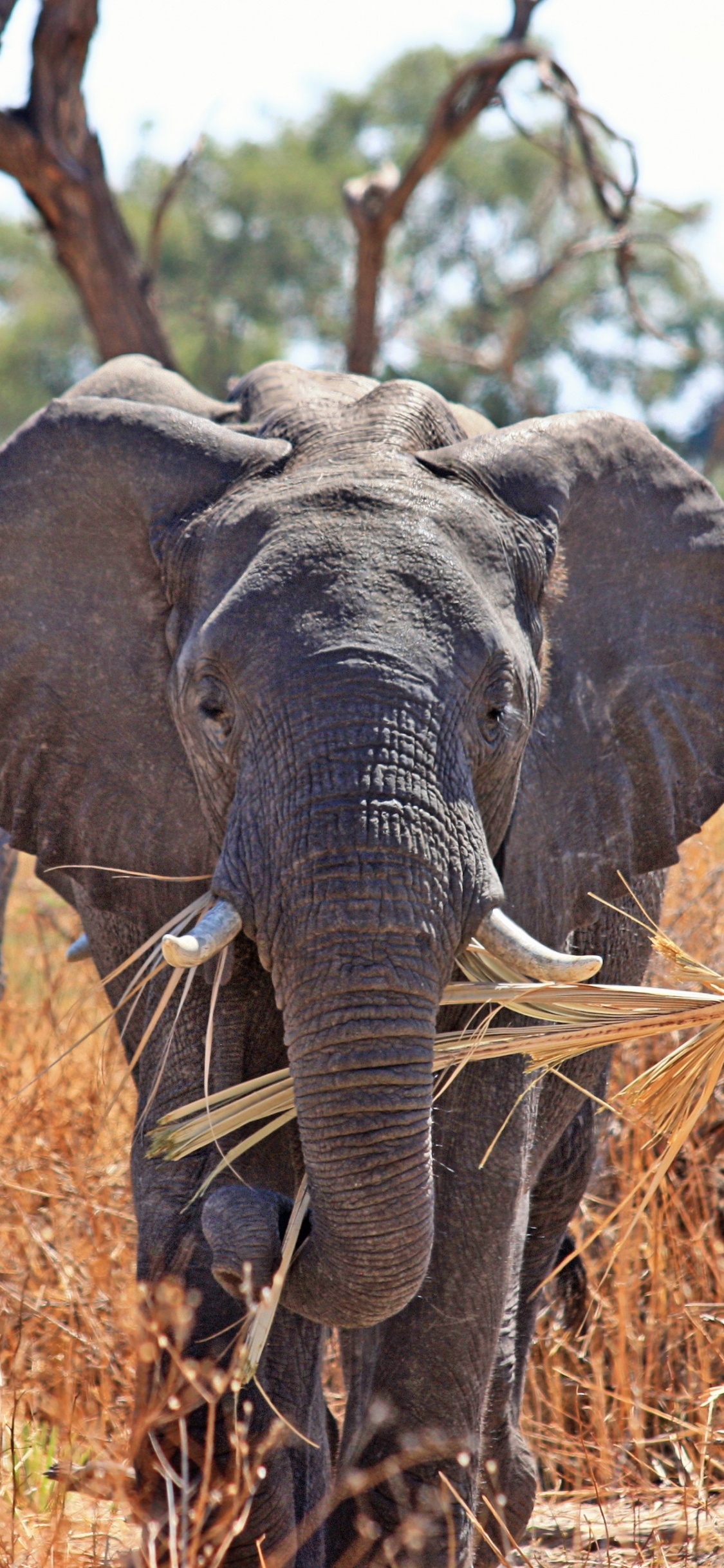 Обои Слон, сафари, слоны и мамонты, живая природа, наземные животные в разрешении 1125x2436
