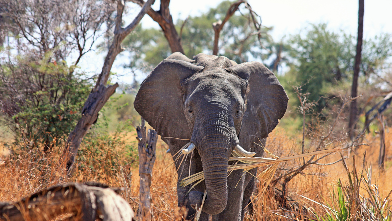Обои Слон, сафари, слоны и мамонты, живая природа, наземные животные в разрешении 1280x720