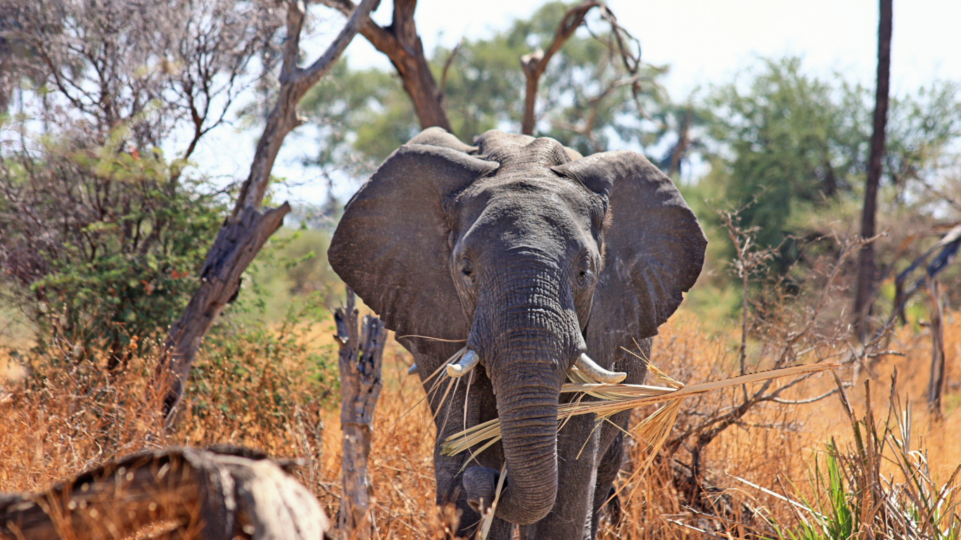 Обои Слон, сафари, слоны и мамонты, живая природа, наземные животные в разрешении 1366x768