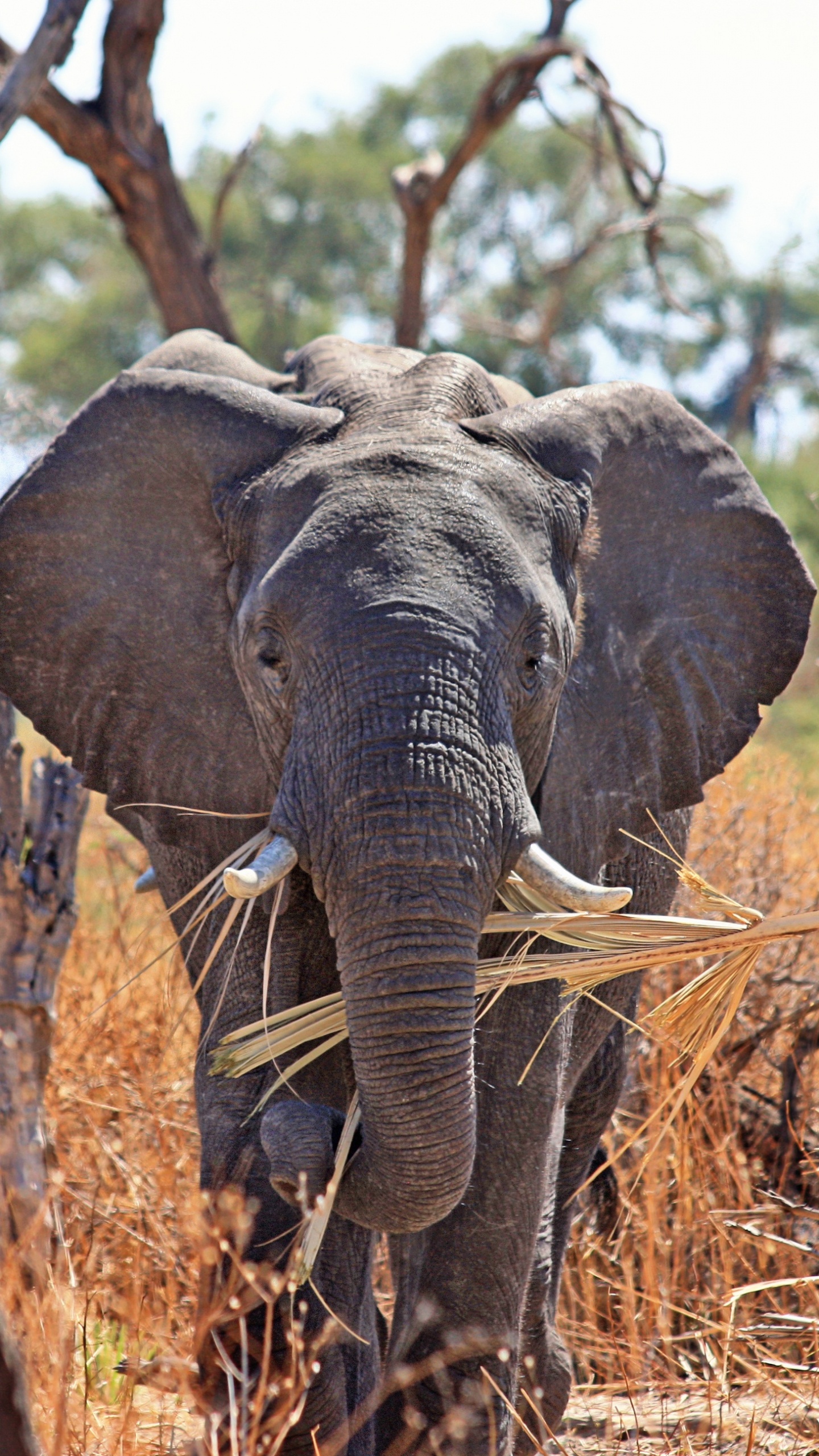 Обои Слон, сафари, слоны и мамонты, живая природа, наземные животные в разрешении 1440x2560