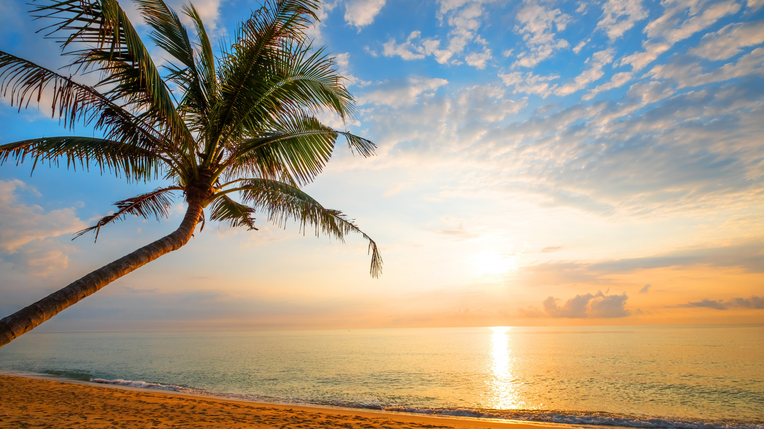 Обои Пальма, пальмовые рощи, тропическая зона, горизонт, море в разрешении 2560x1440