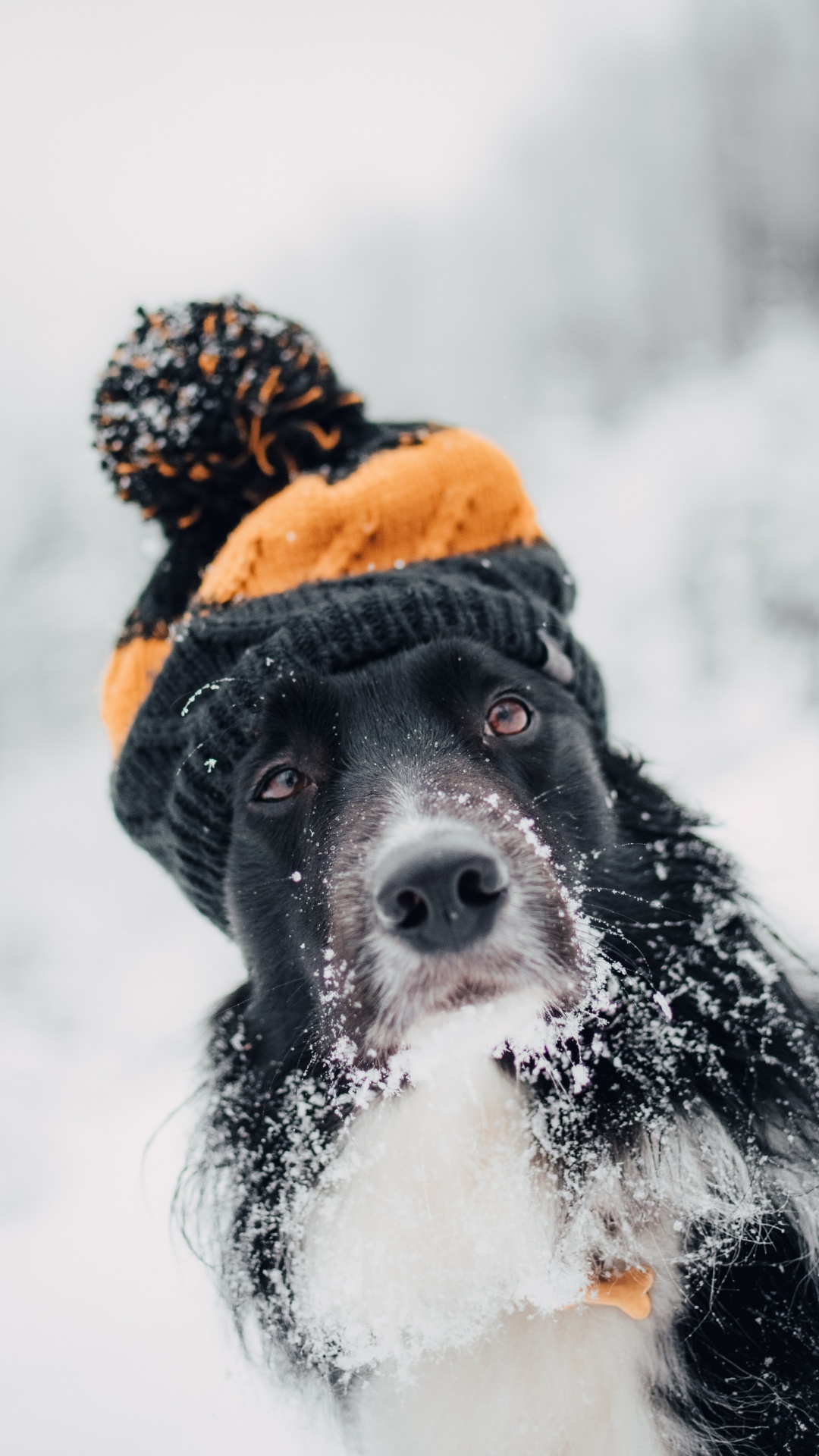 Обои пес, Псовые, снег, собака породы, морда в разрешении 1080x1920