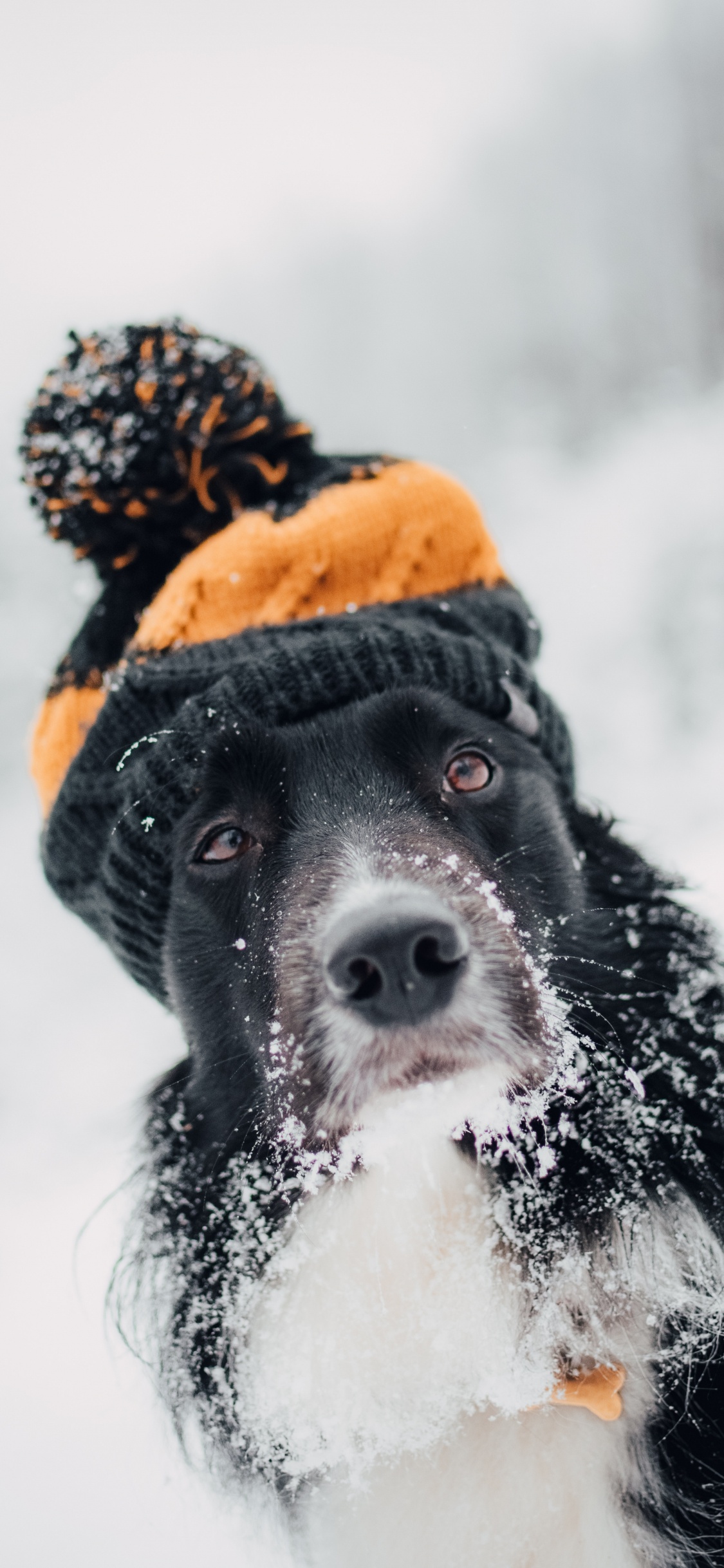 Обои пес, Псовые, снег, собака породы, морда в разрешении 1125x2436