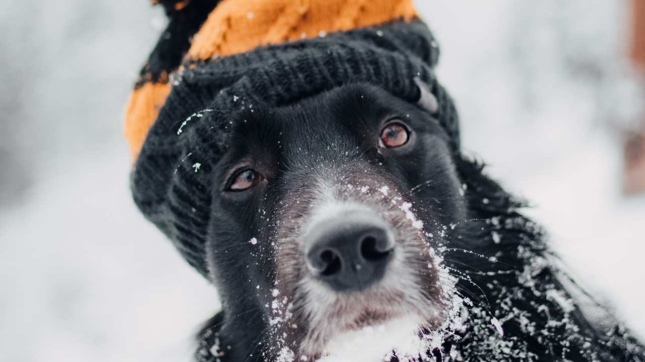 Обои пес, Псовые, снег, собака породы, морда в разрешении 1280x720