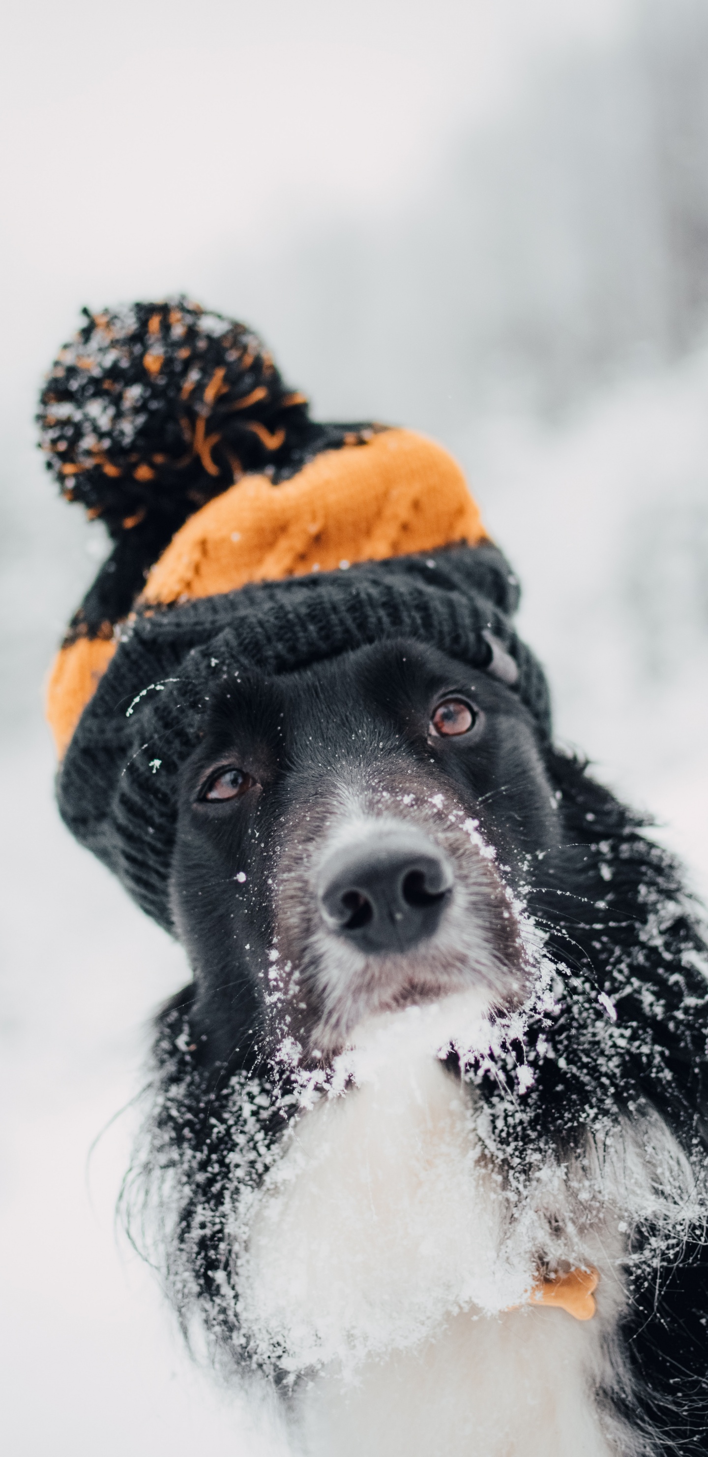 Обои пес, Псовые, снег, собака породы, морда в разрешении 1440x2960