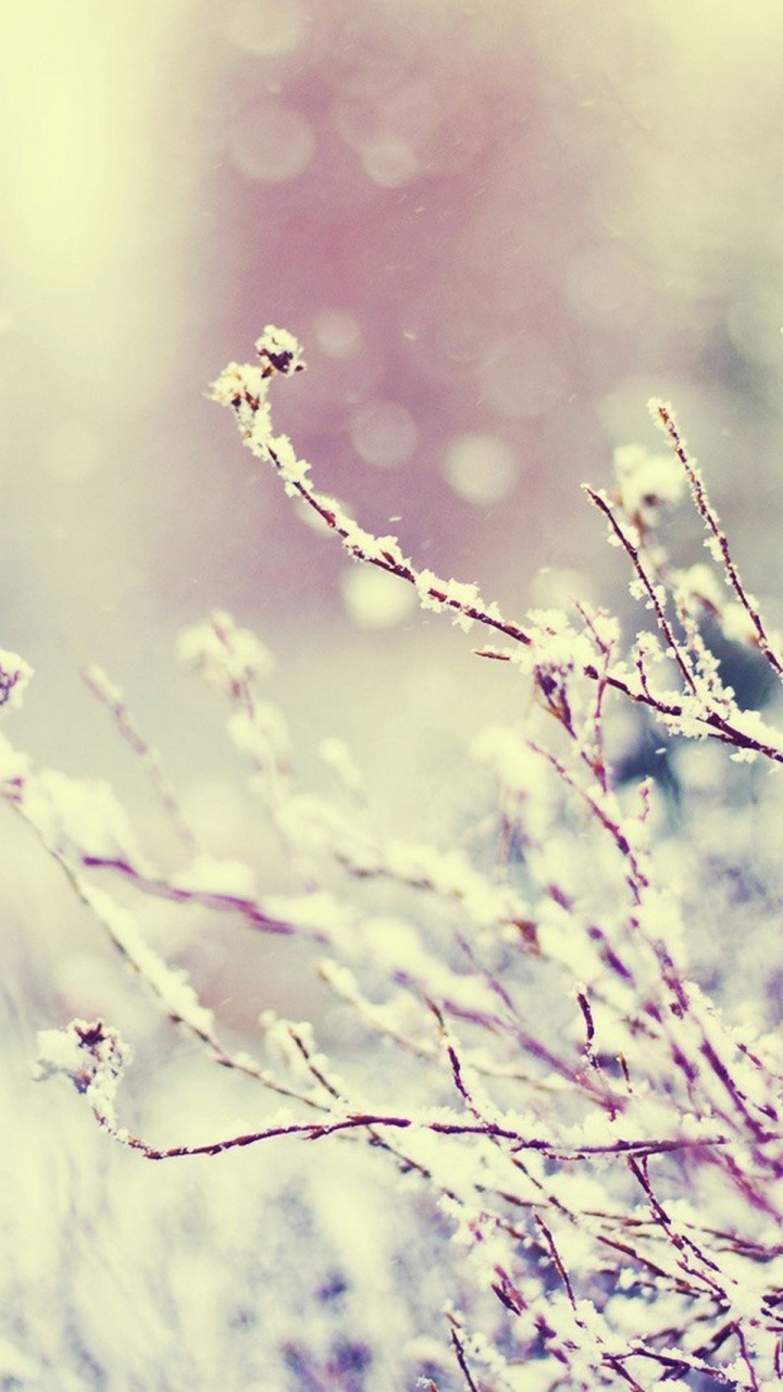 Обои природа, ветвь, вода, лаванда, прут в разрешении 720x1280