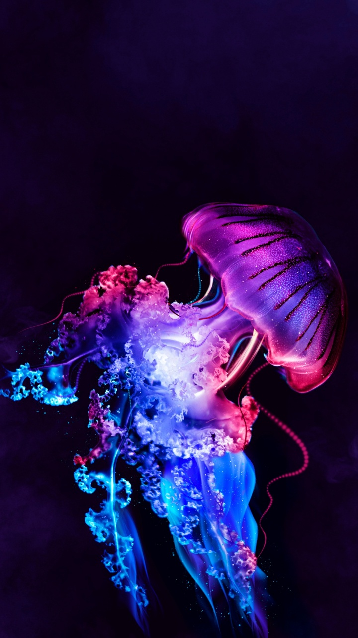 Обои Медуза, Кафр Эль-Шейх, голова, человек, развлечение в разрешении 720x1280