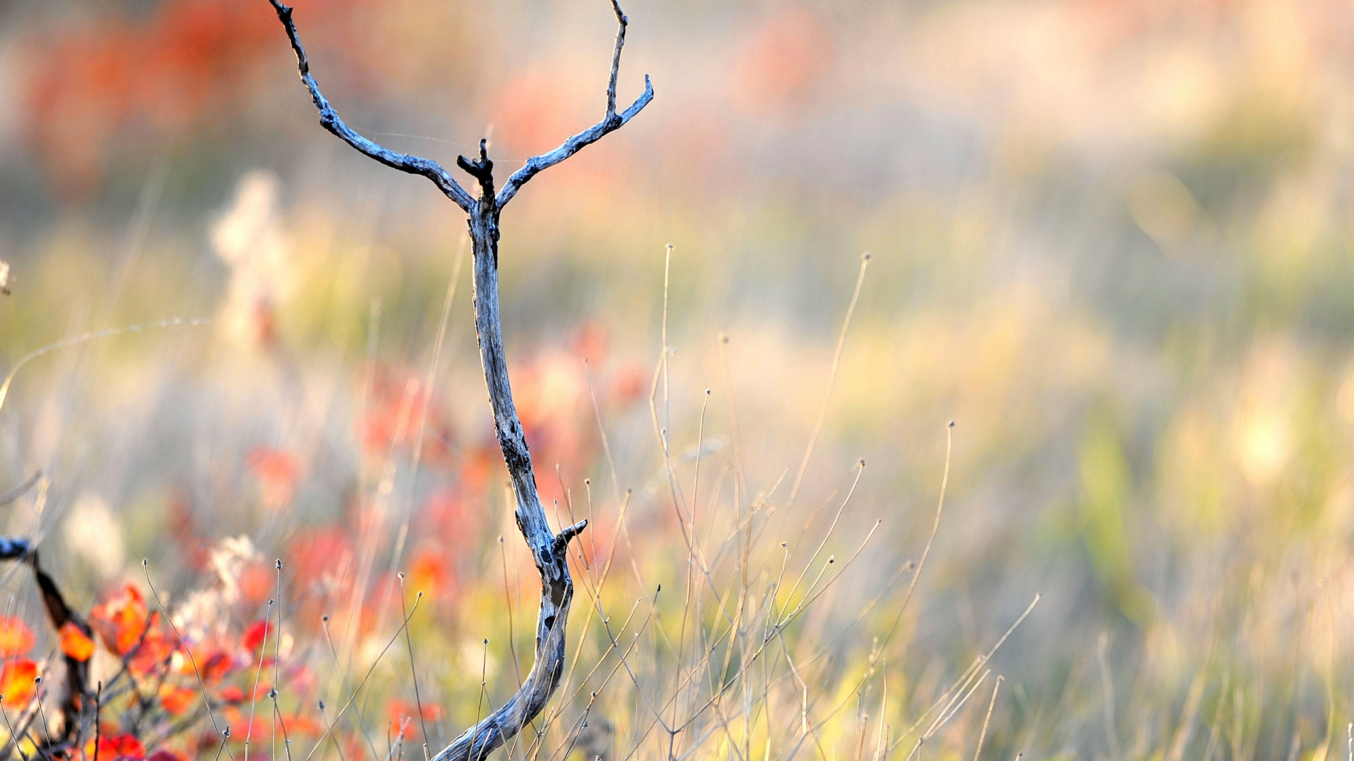 Обои ветвь, прут, дерево, лист, весна в разрешении 1920x1080