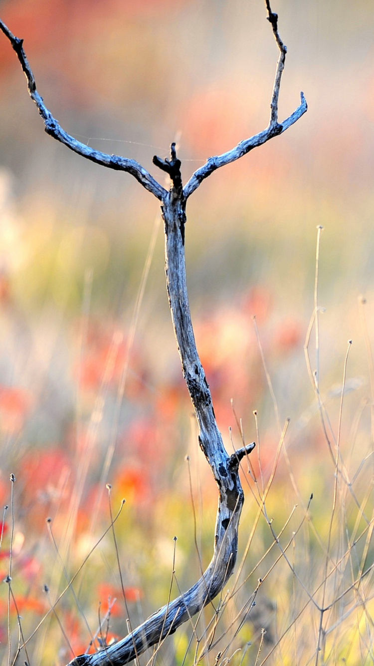 Обои ветвь, прут, дерево, лист, весна в разрешении 750x1334