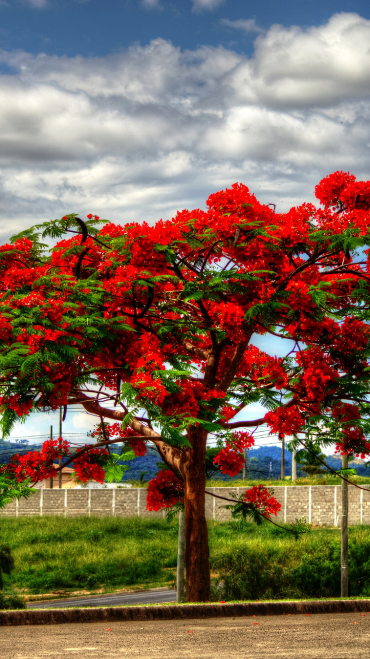 Обои Роял пойнсиана, дерево, цветок, растение, древесные растения в разрешении 750x1334