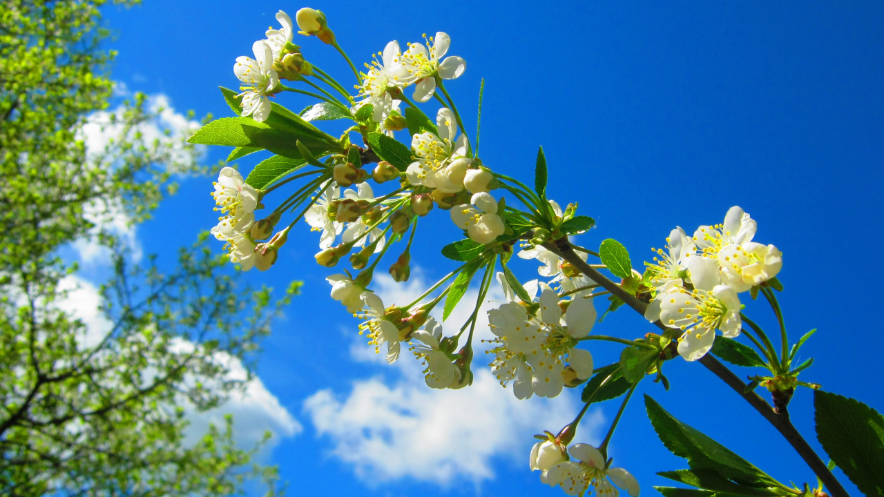 Обои желтый, цветок, весна, пыльца, полевой цветок в разрешении 1280x720